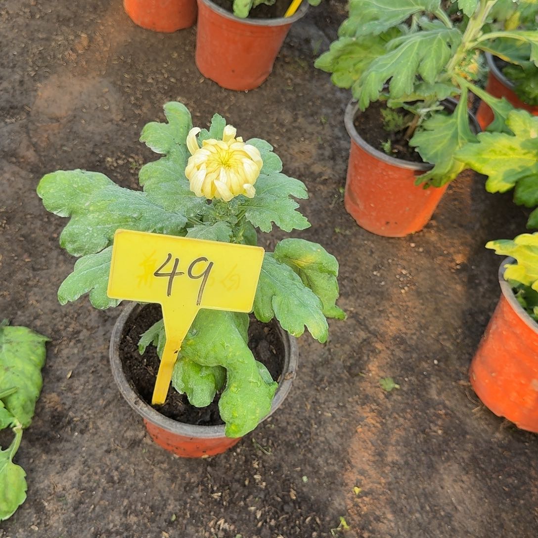优***猬大部分花苞少量开放49无名白粉