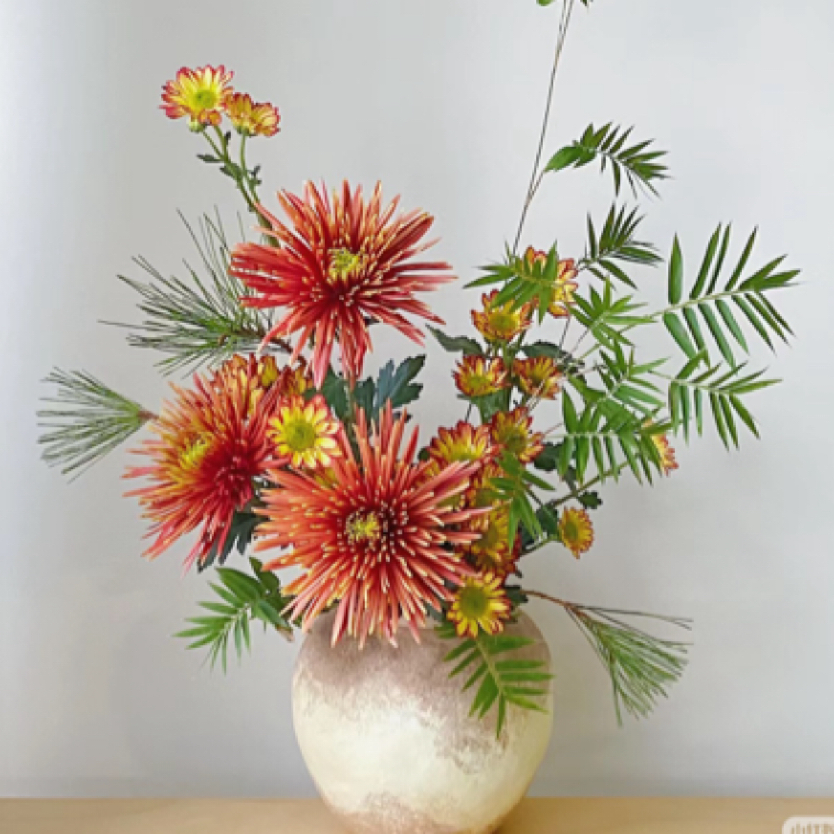 【烟花菊】10支，粉色，咖色可选