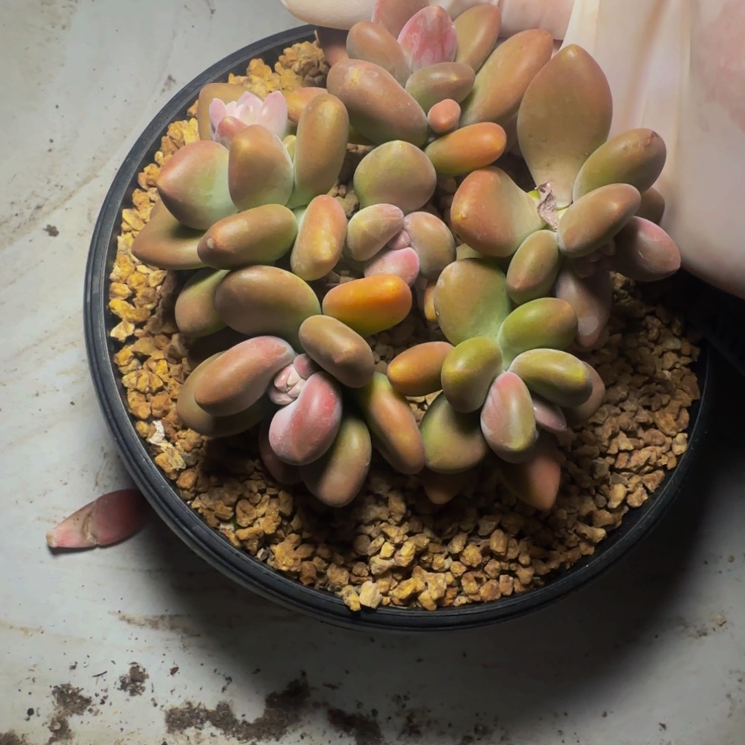 a a a a a a a a a a 111