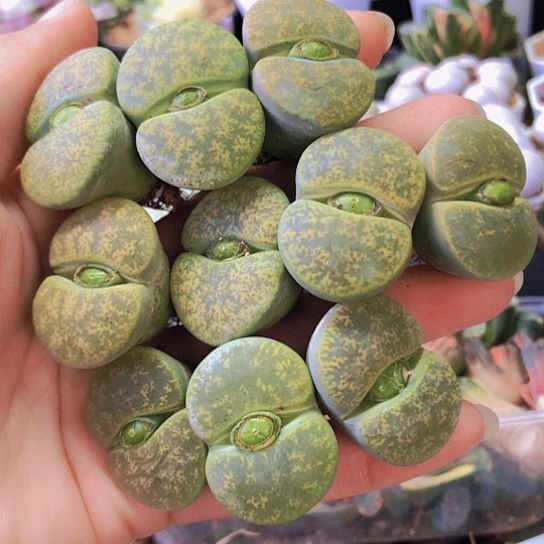 无花朵0832，个别微瑕2.7-3厘米