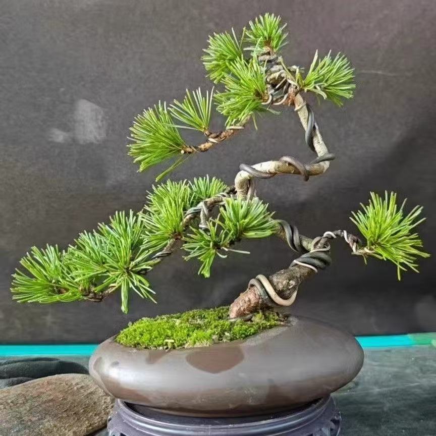 精品短针五针松素材树苗适合庭院种植四季常青盆栽