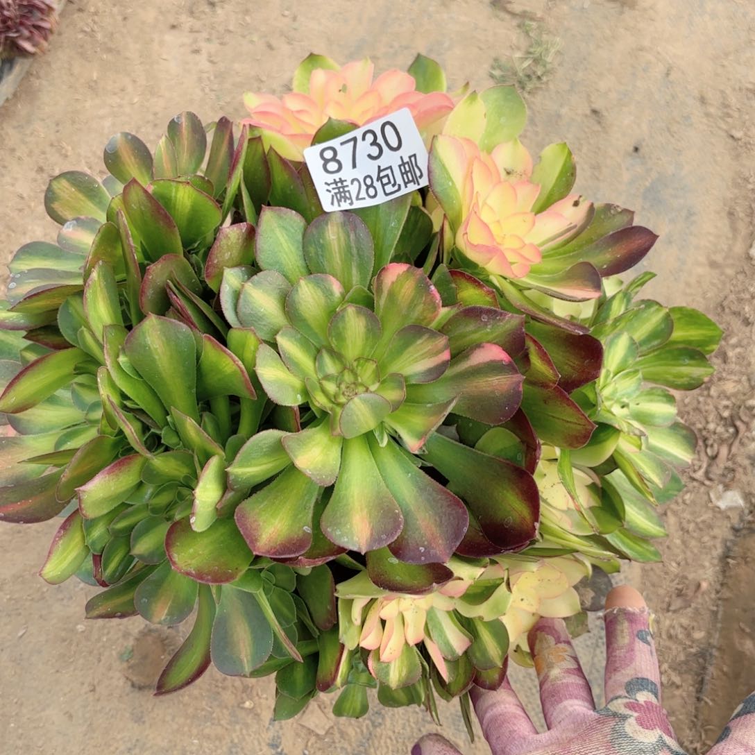 A. 8730七彩拉丝多肉