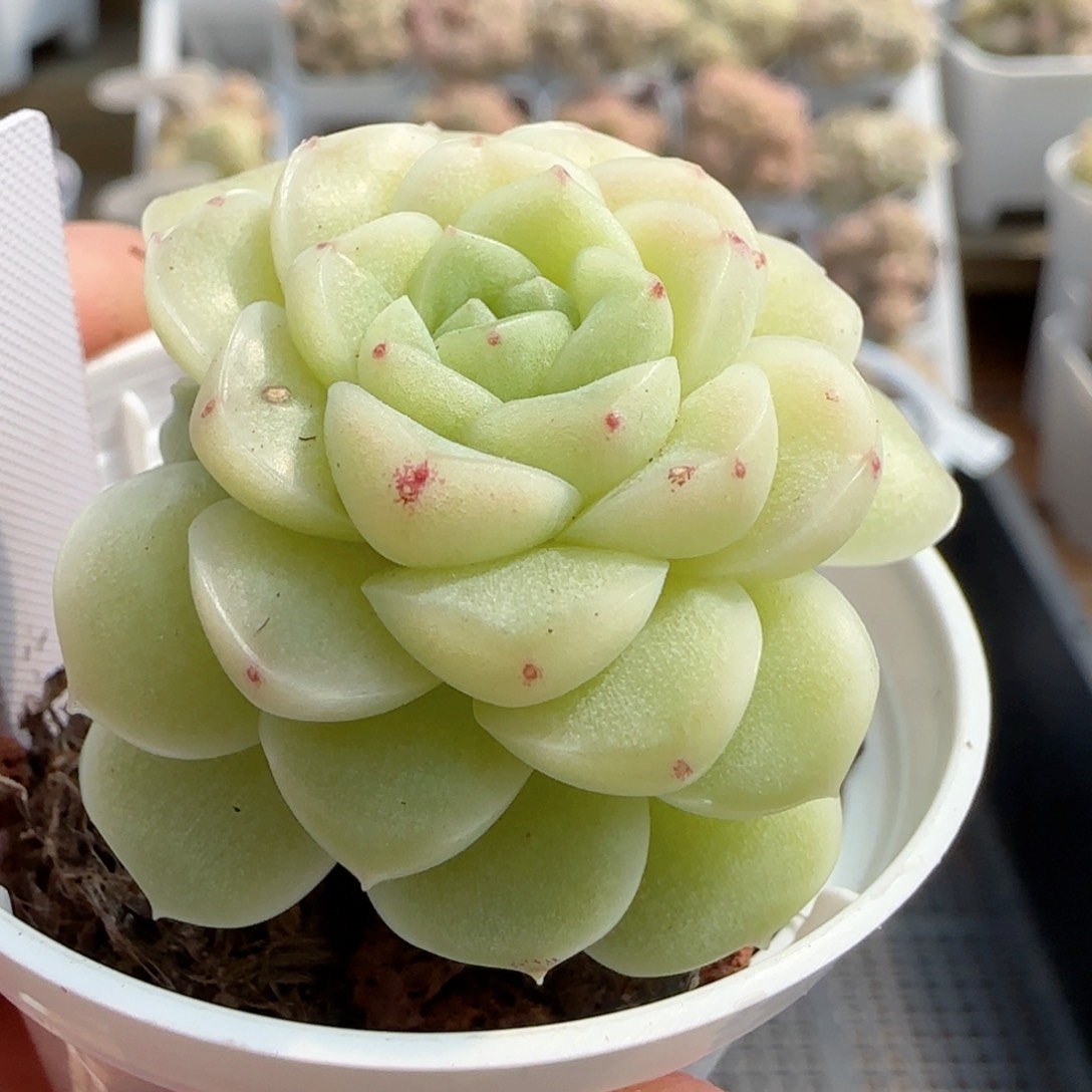 陈**儿【闪购商品】0212-73（xpp-248）