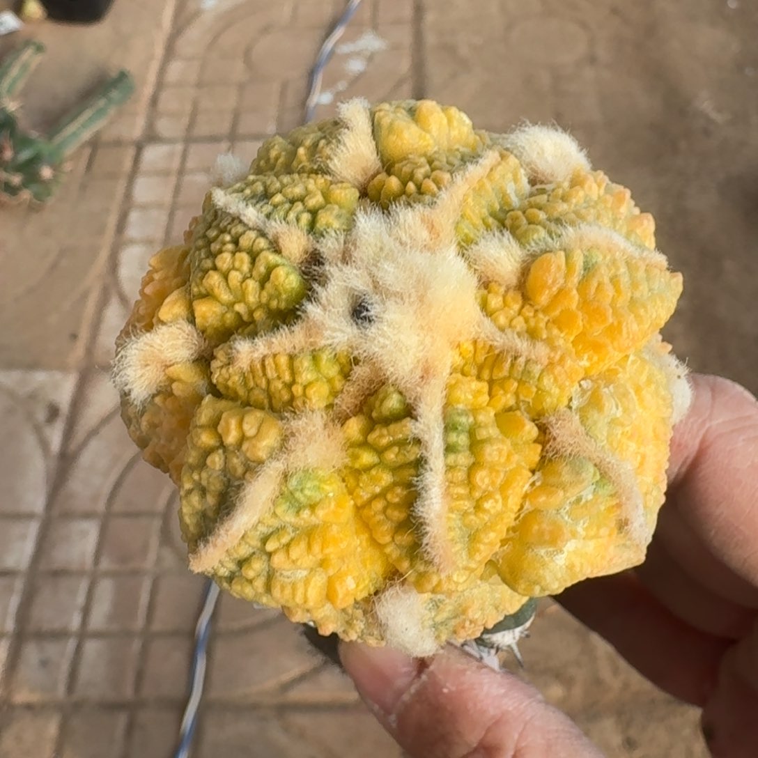 【闪购商品】黑怒锦341