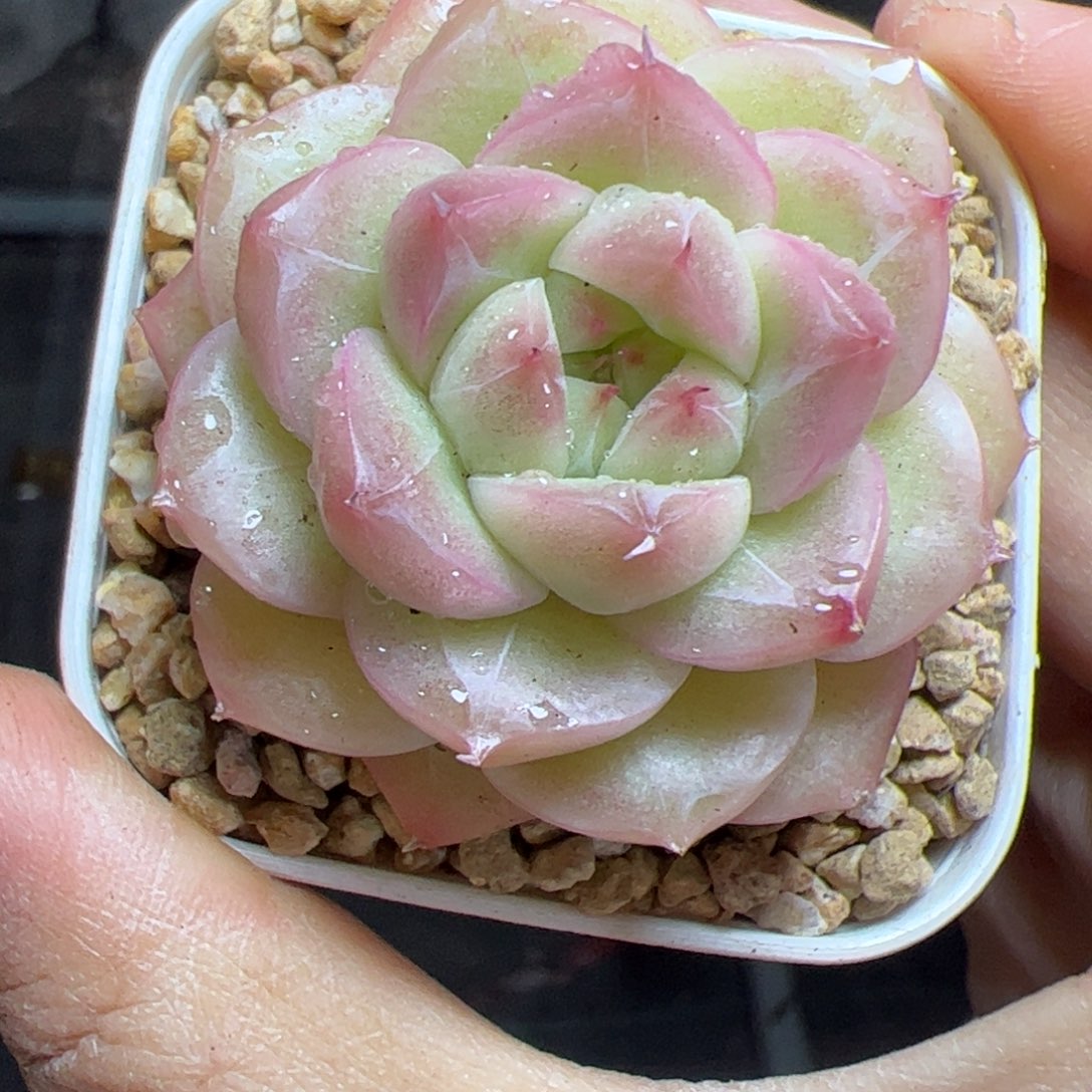 055 满38元包邮一物一拍