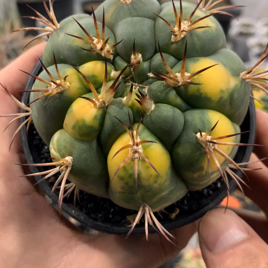 开播福利实生仙人球仙人球仙人球