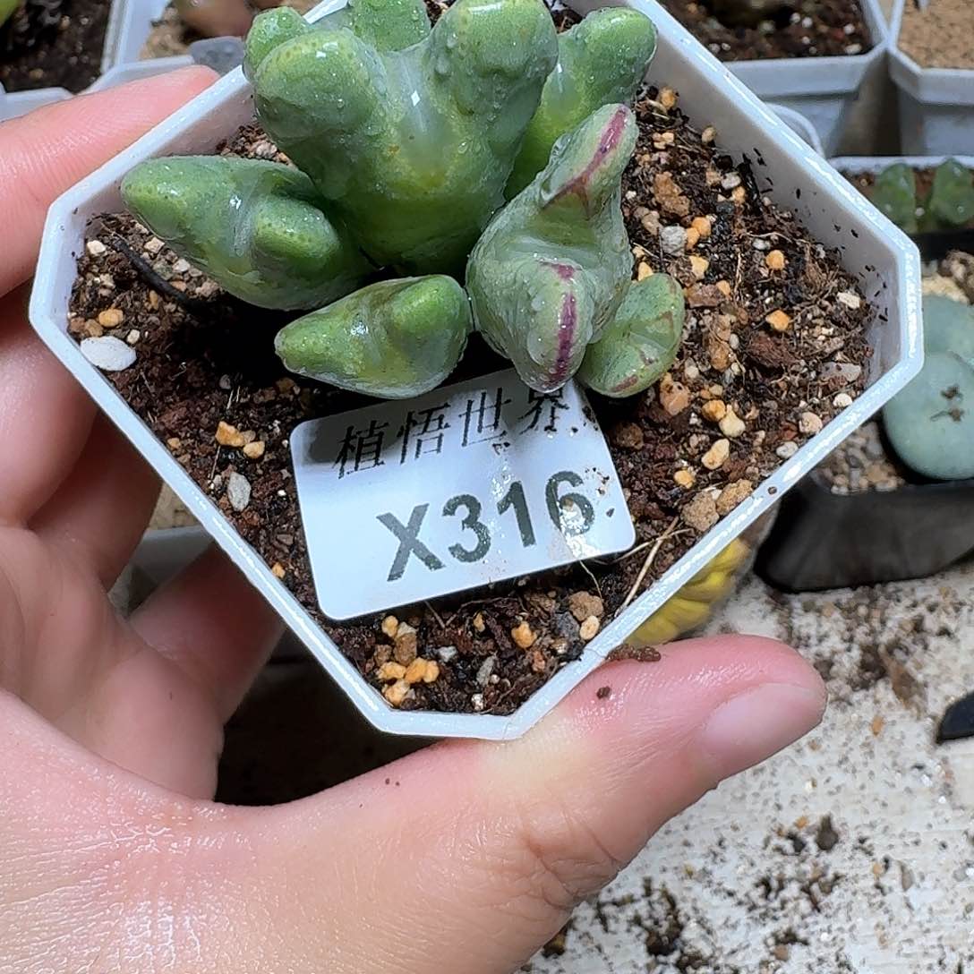 316盒多肉植物哇f g g