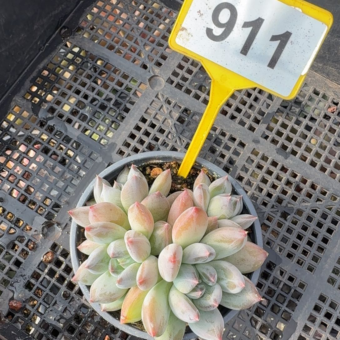 多肉植物一物一拍911