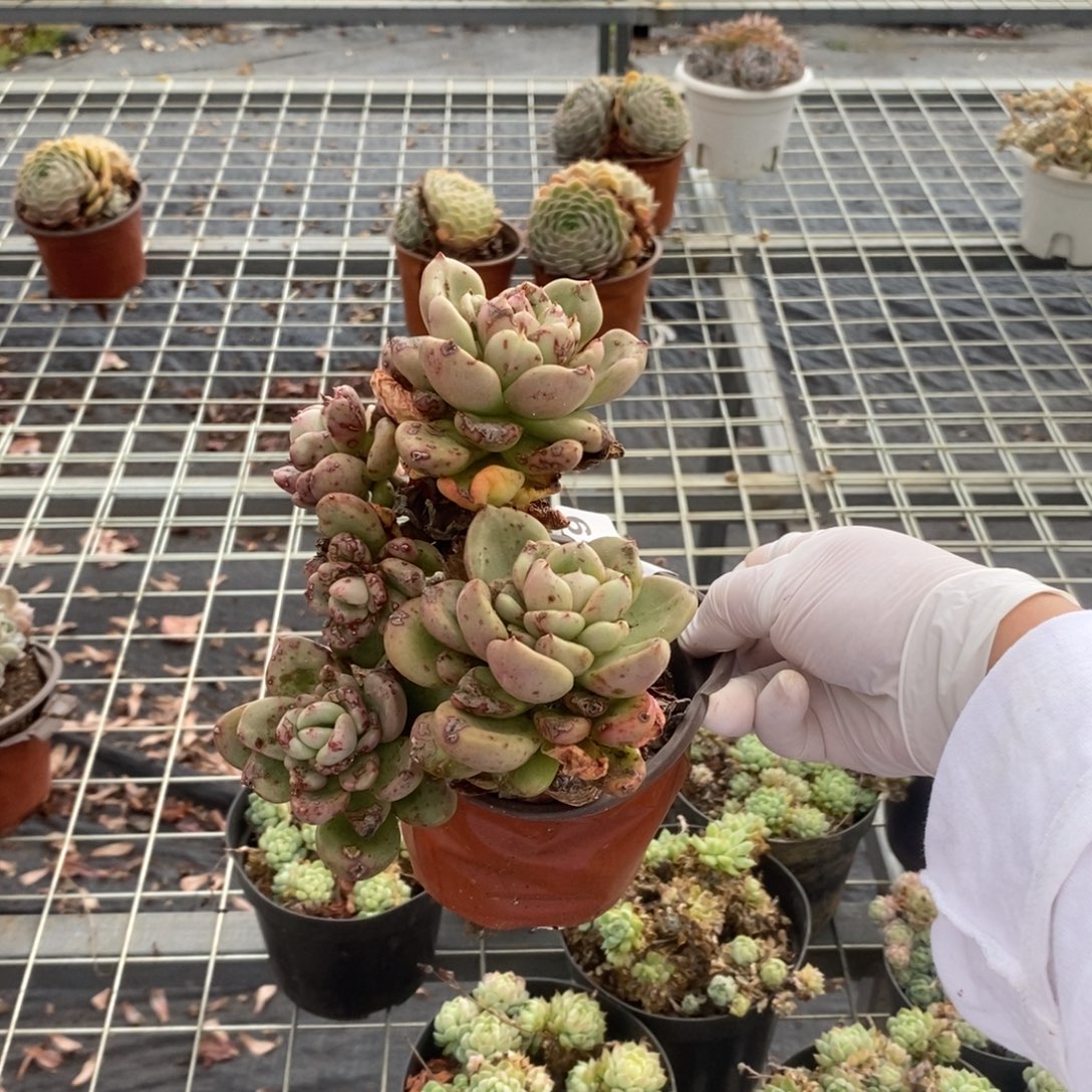 4579奶油鳄梨一物一拍