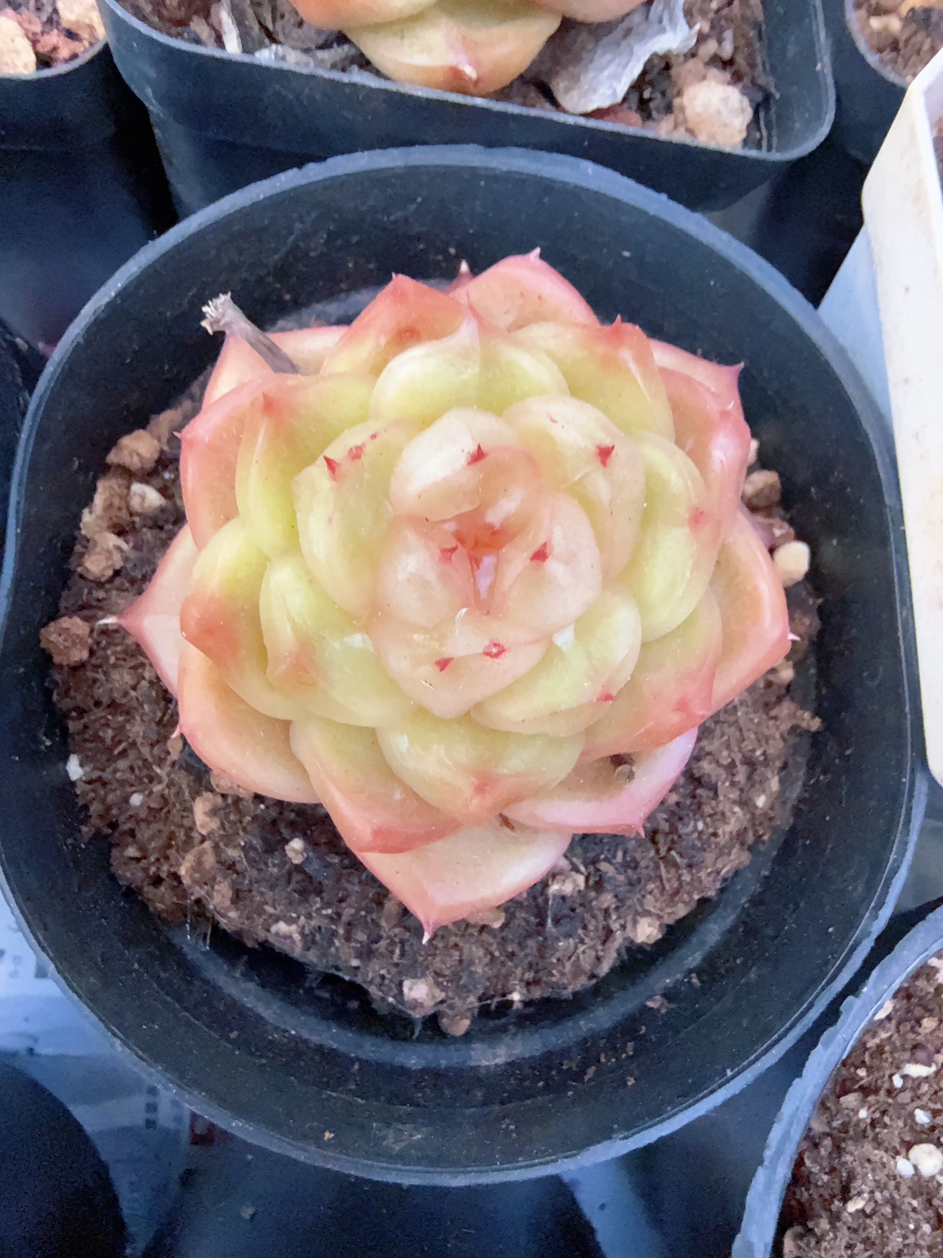 70#爆浆软糖单头（5-8cm）脱土