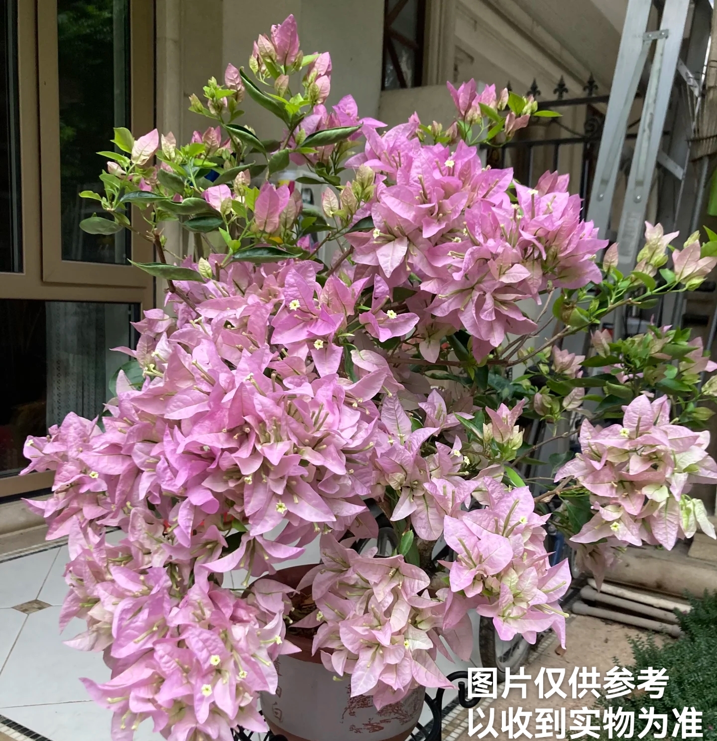 【新加坡大宫粉】三角梅四季开花勤花品种阳台基地直发