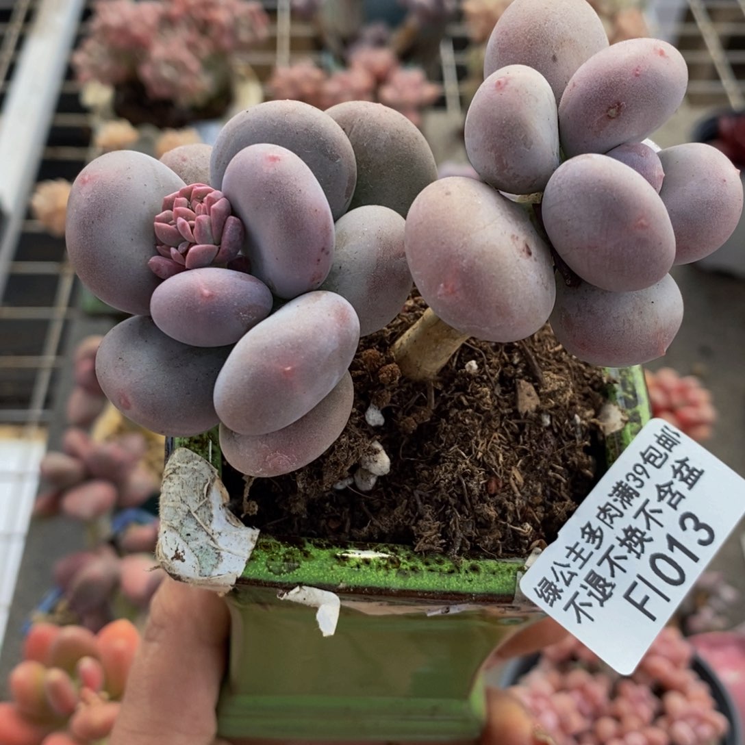 大叶奶酪013/8v m