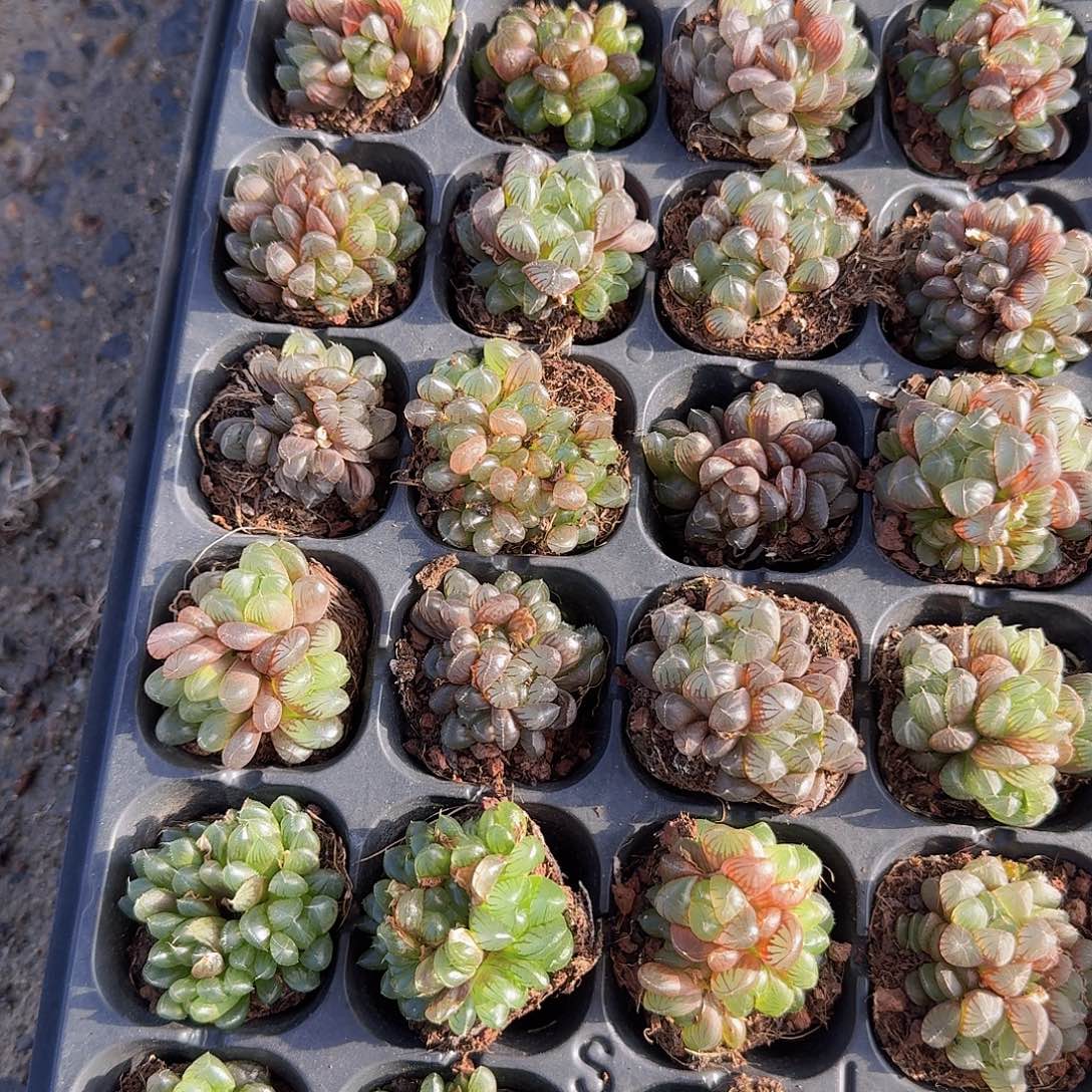 50孔玉露群生10颗量拍
