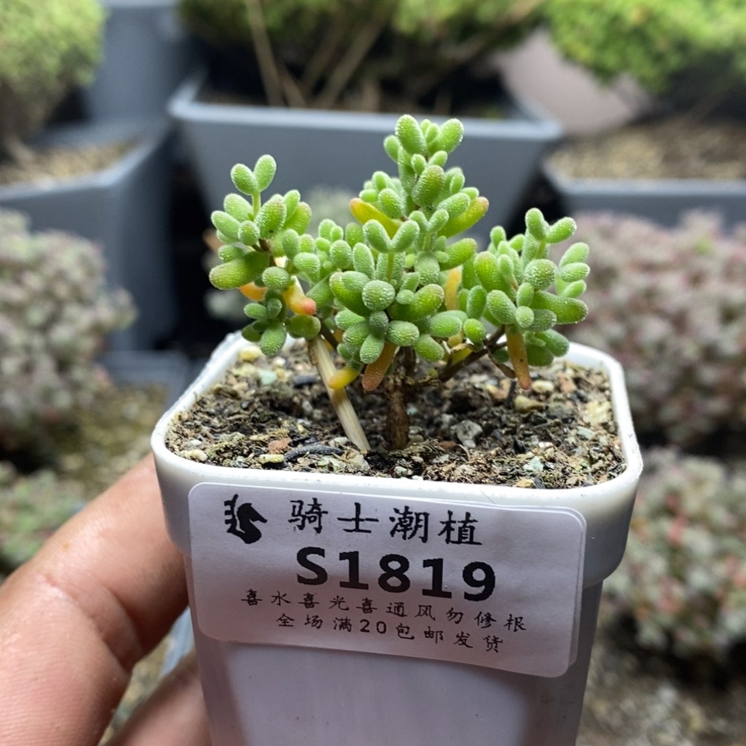 1819实生糖豆米枝干番杏