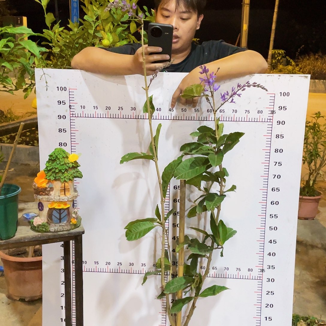 全部花苞泰国大叶兰花藤（大）