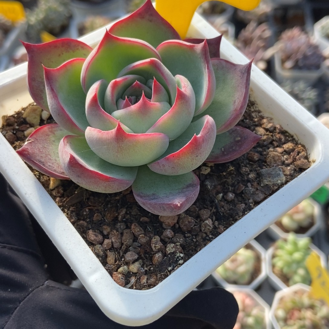 932惊鸿仙子多肉植物