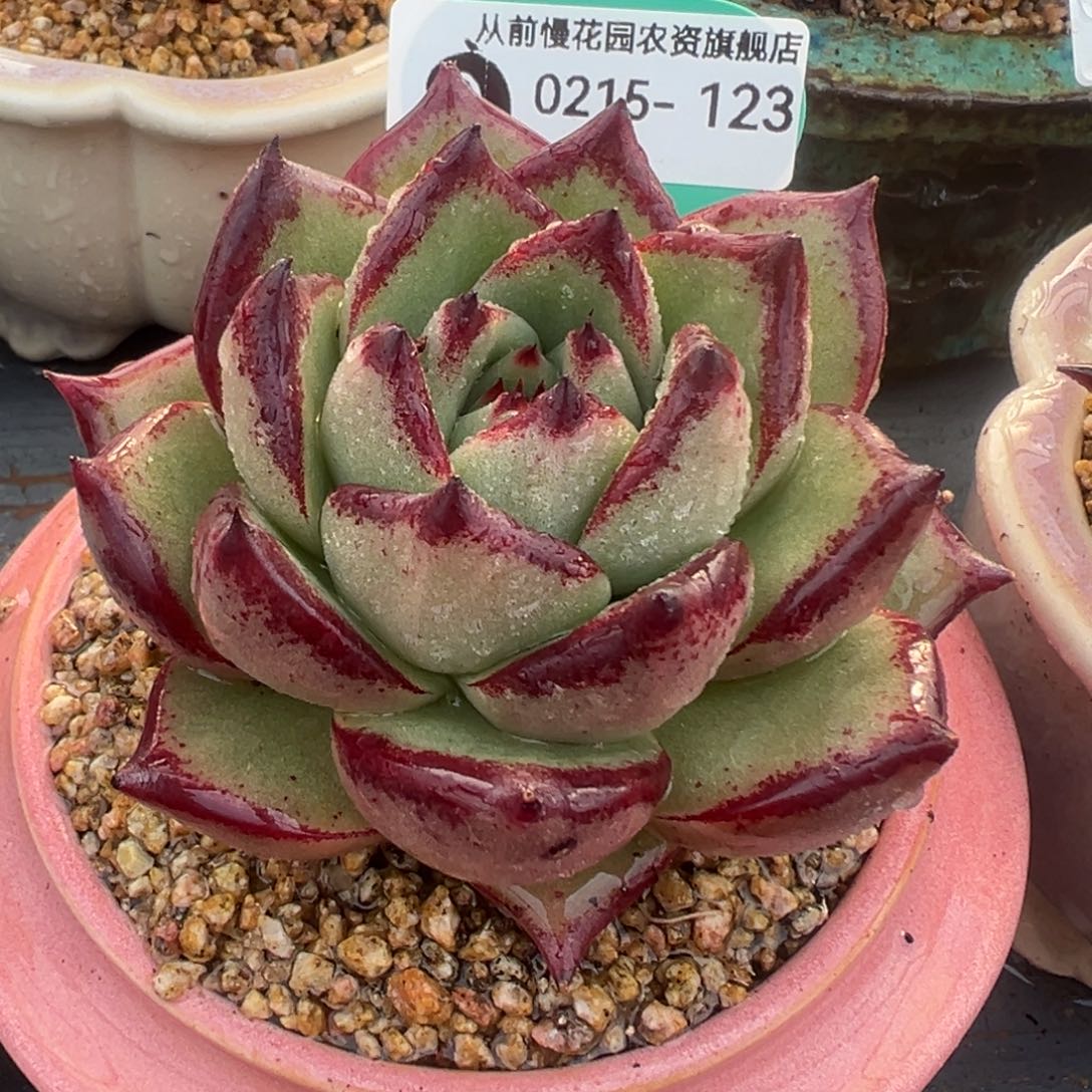 多肉一物一拍0215-123