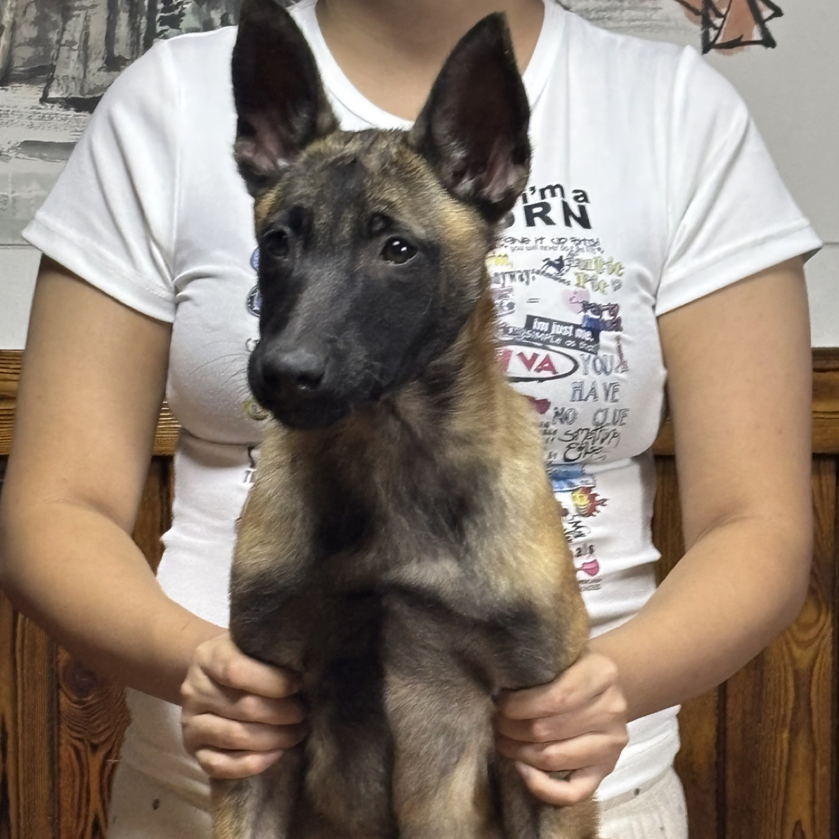 高品质双血统小马犬母