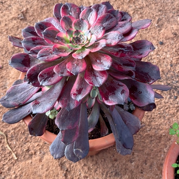 烟花7513多肉植物