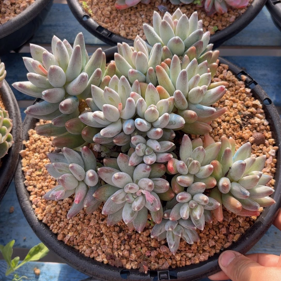 一物一拍，京美人群