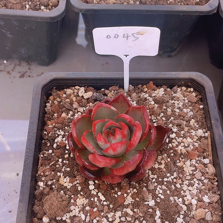 惊鸿仙子多肉植物45