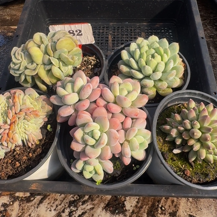 182多肉植物一物一拍