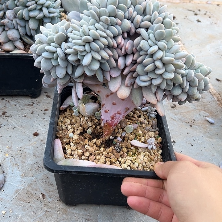 超大粉兔群生缀化多肉