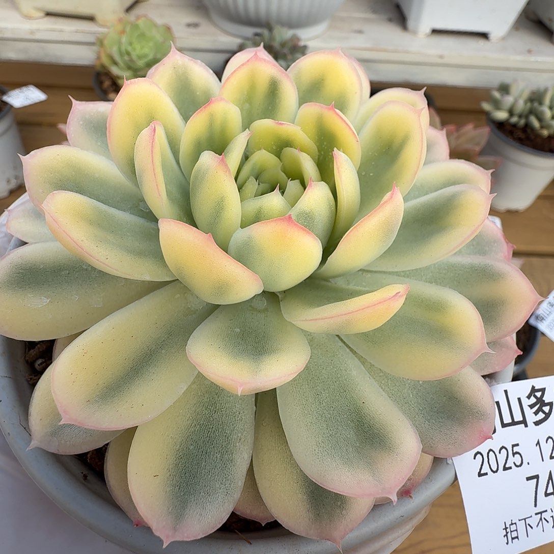 草莓冰锦1111219-74