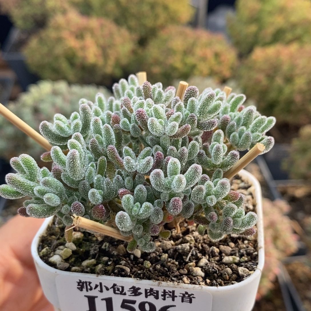 优选冰晶1596枝干番杏