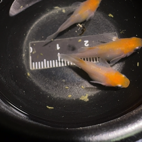 青鳉鱼一物一拍251