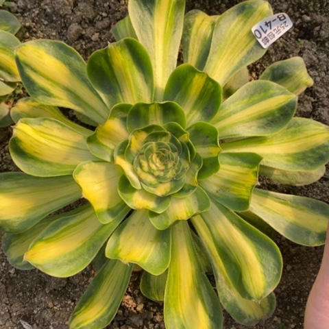 410暴君满25包邮多肉