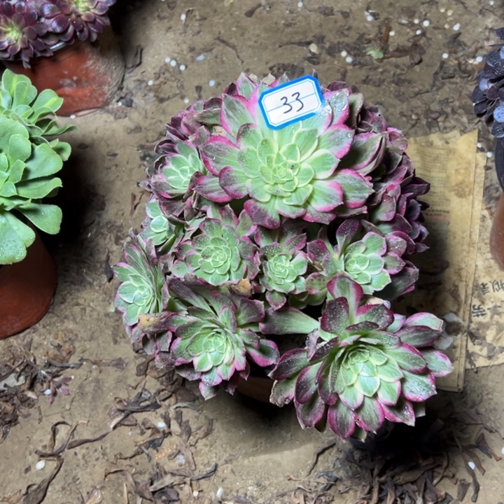 多肉植物绿体，海王33