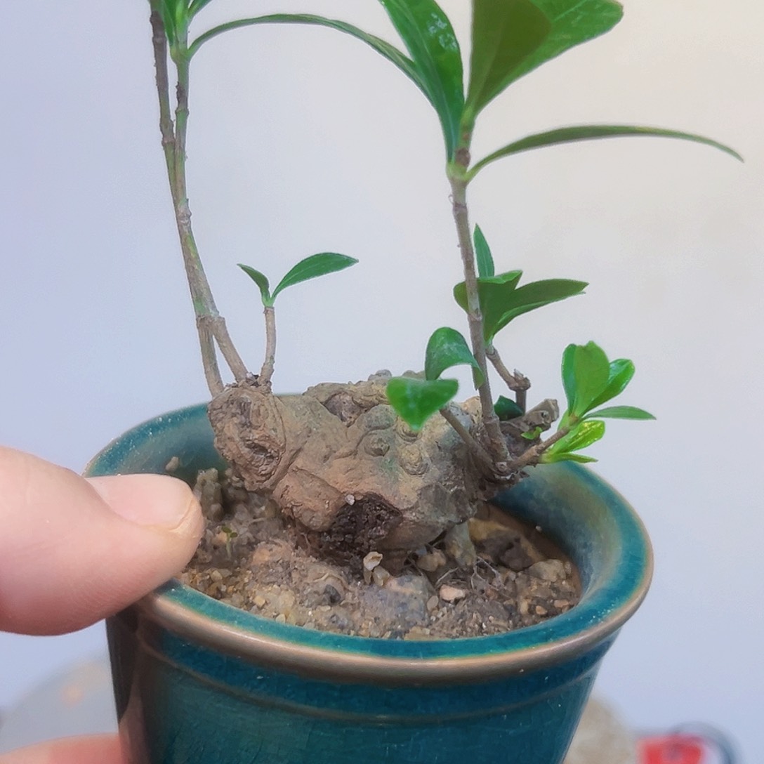 栀子花小品茶台绿植