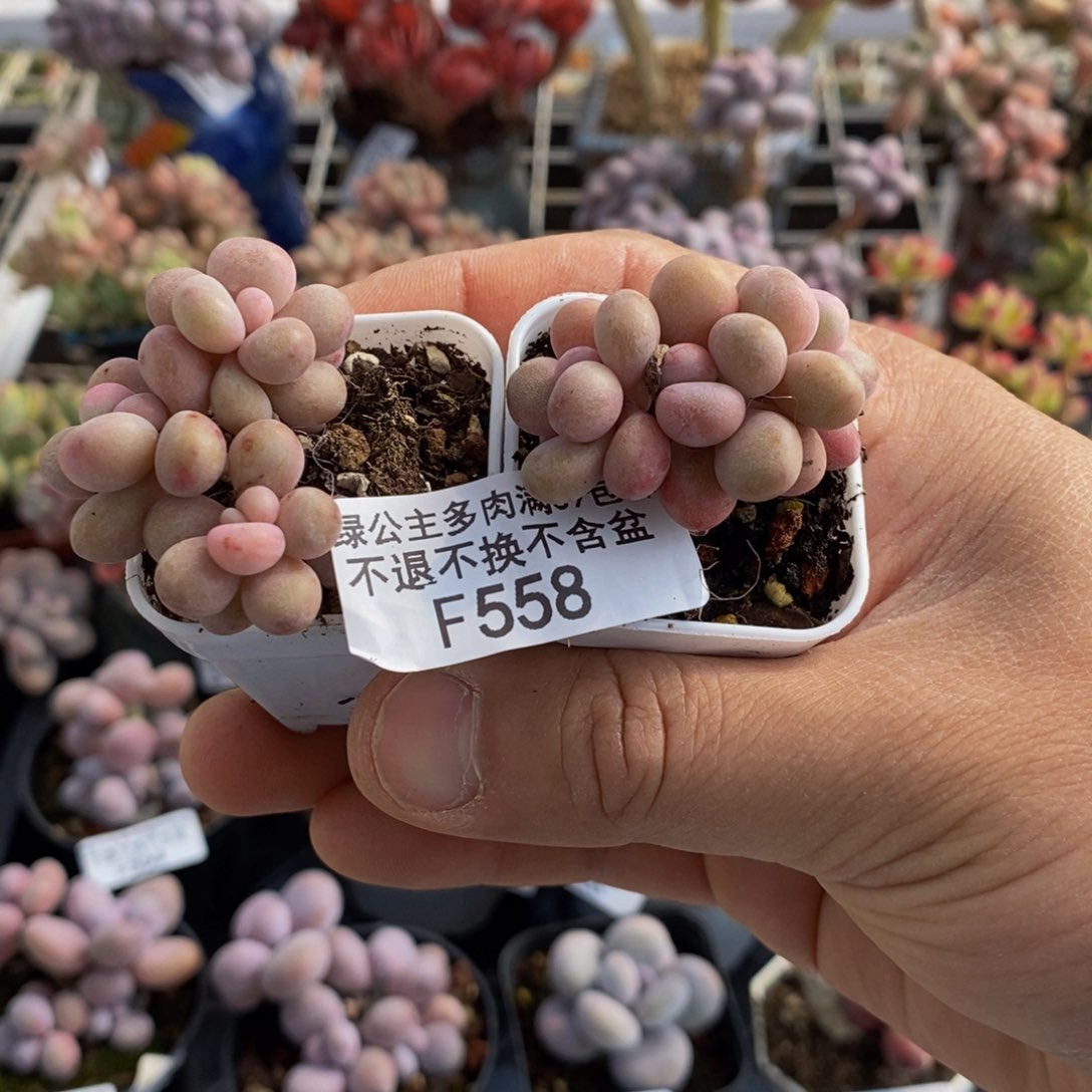 558两颗丸叶桃蛋多肉