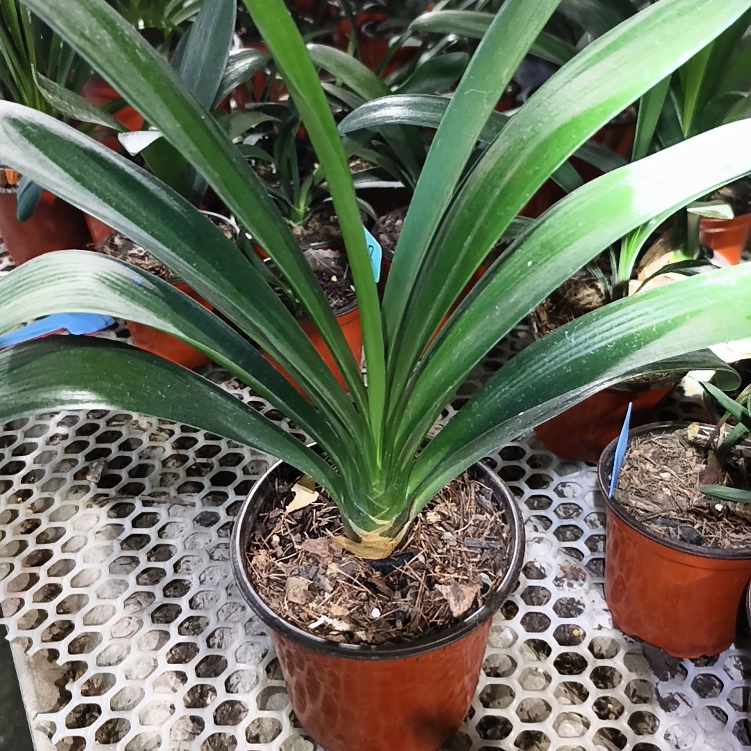 佛***衣当前无花栽培后可以开花黑金刚大苗一颗特惠