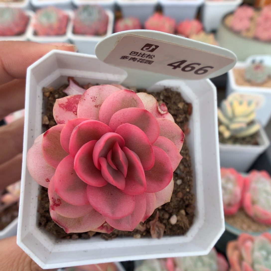 466秀妍锦多肉植物