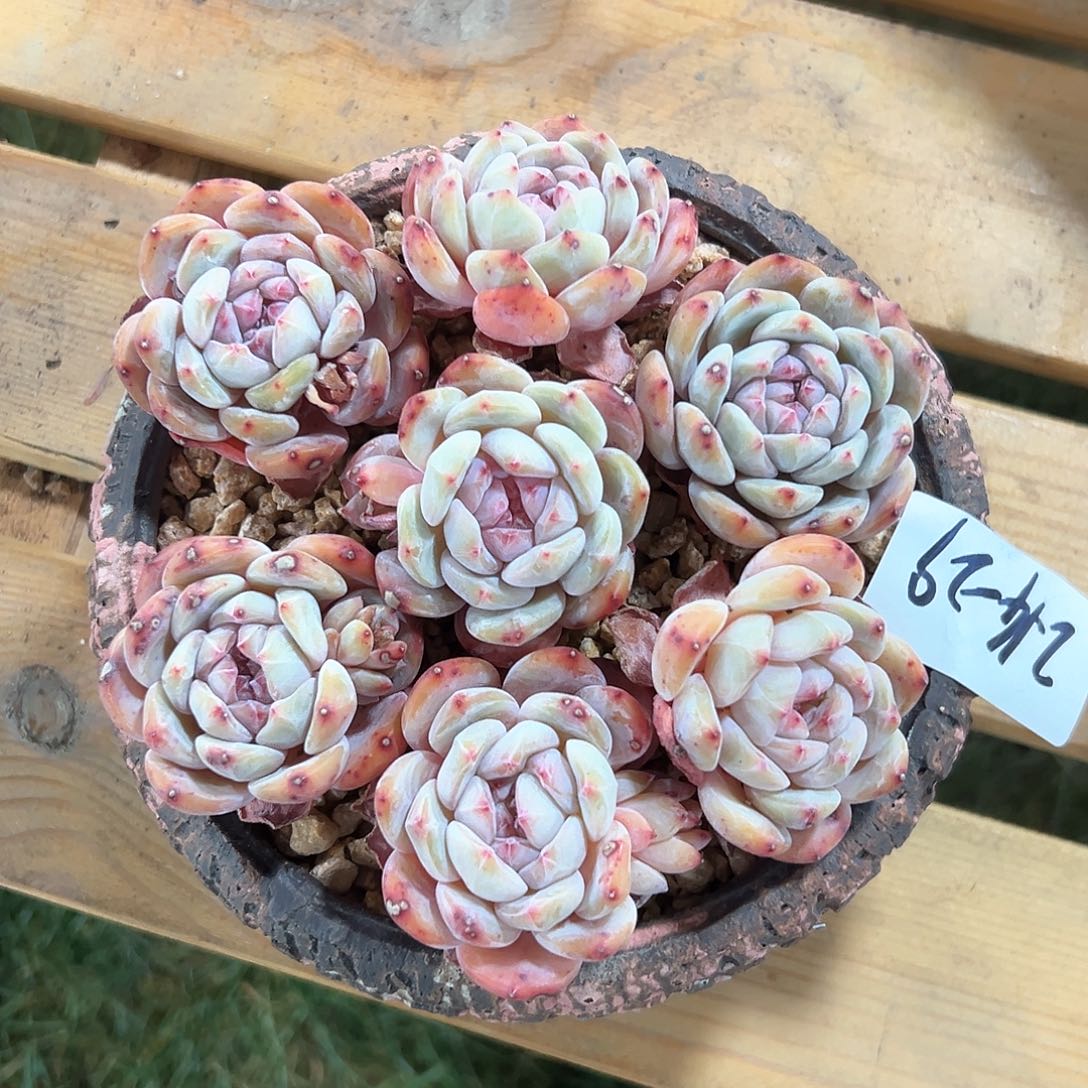 214-29星影组合7颗多肉