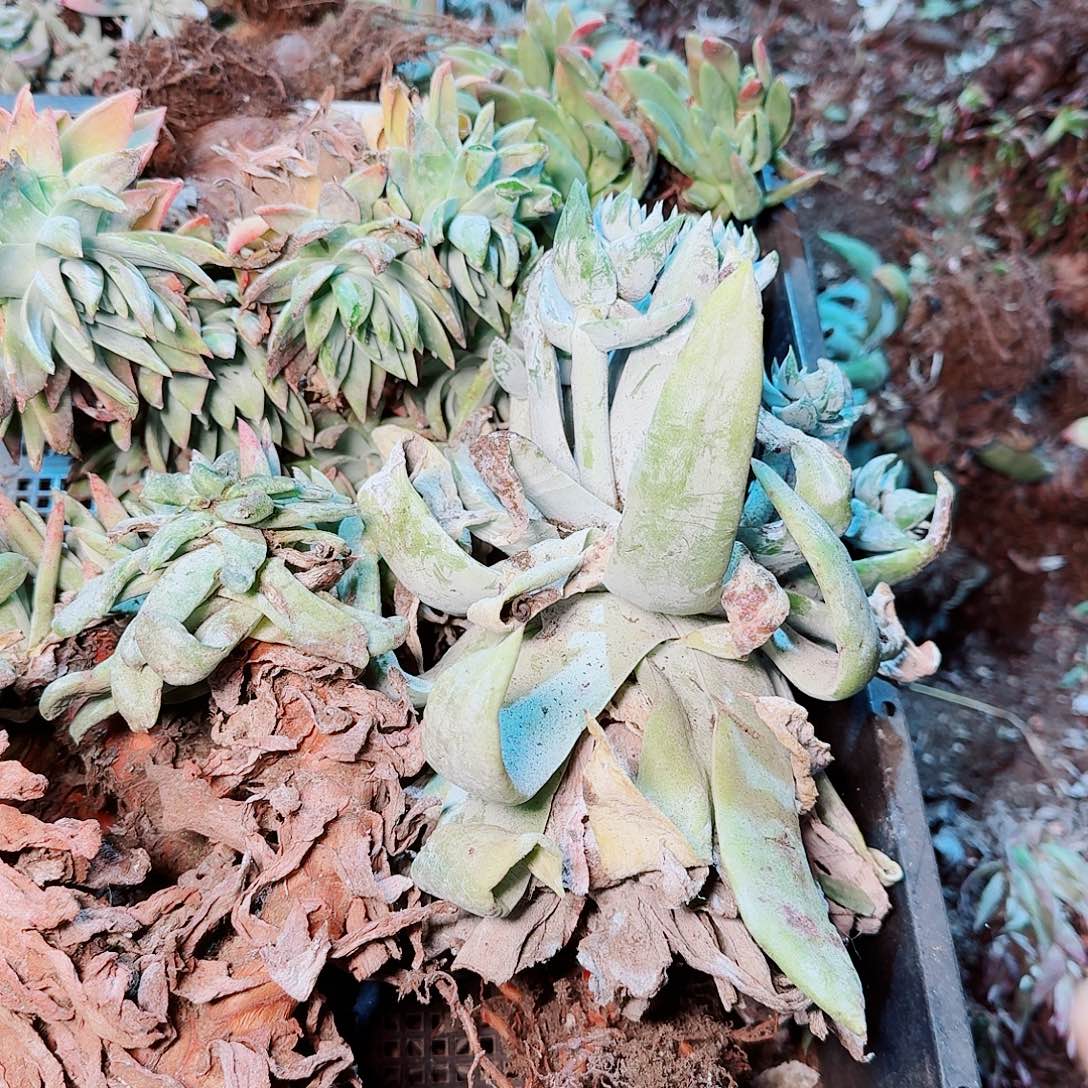 9474瑕疵框拍不售后