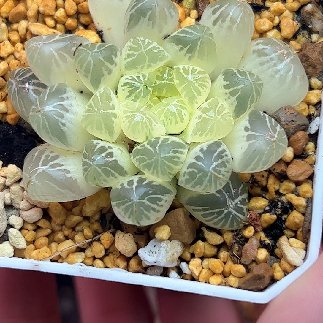 糊斑塑料皮六公分母本十二卷