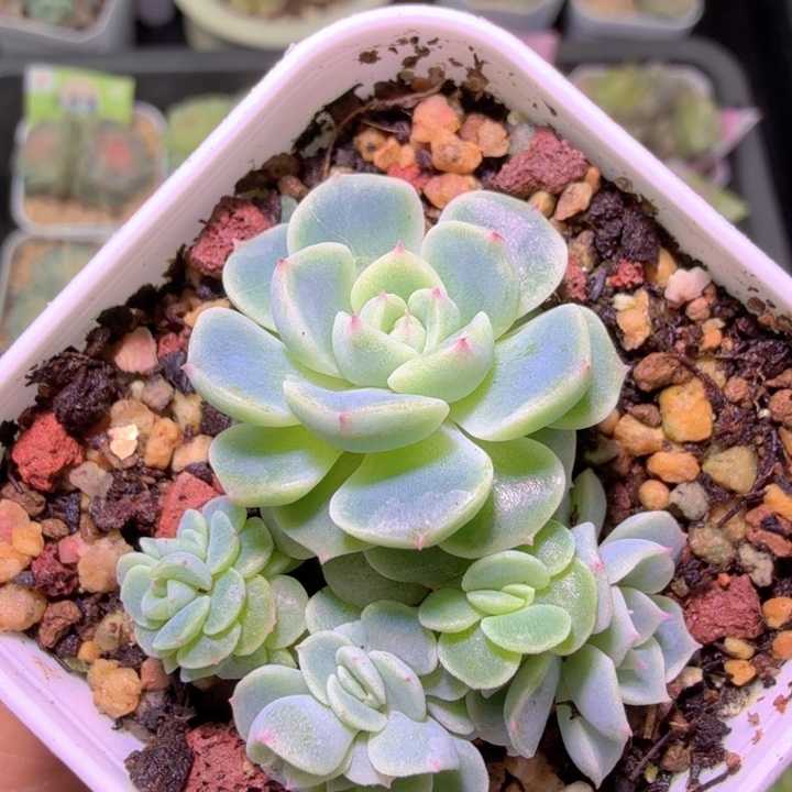 七头纸鸢开播福利