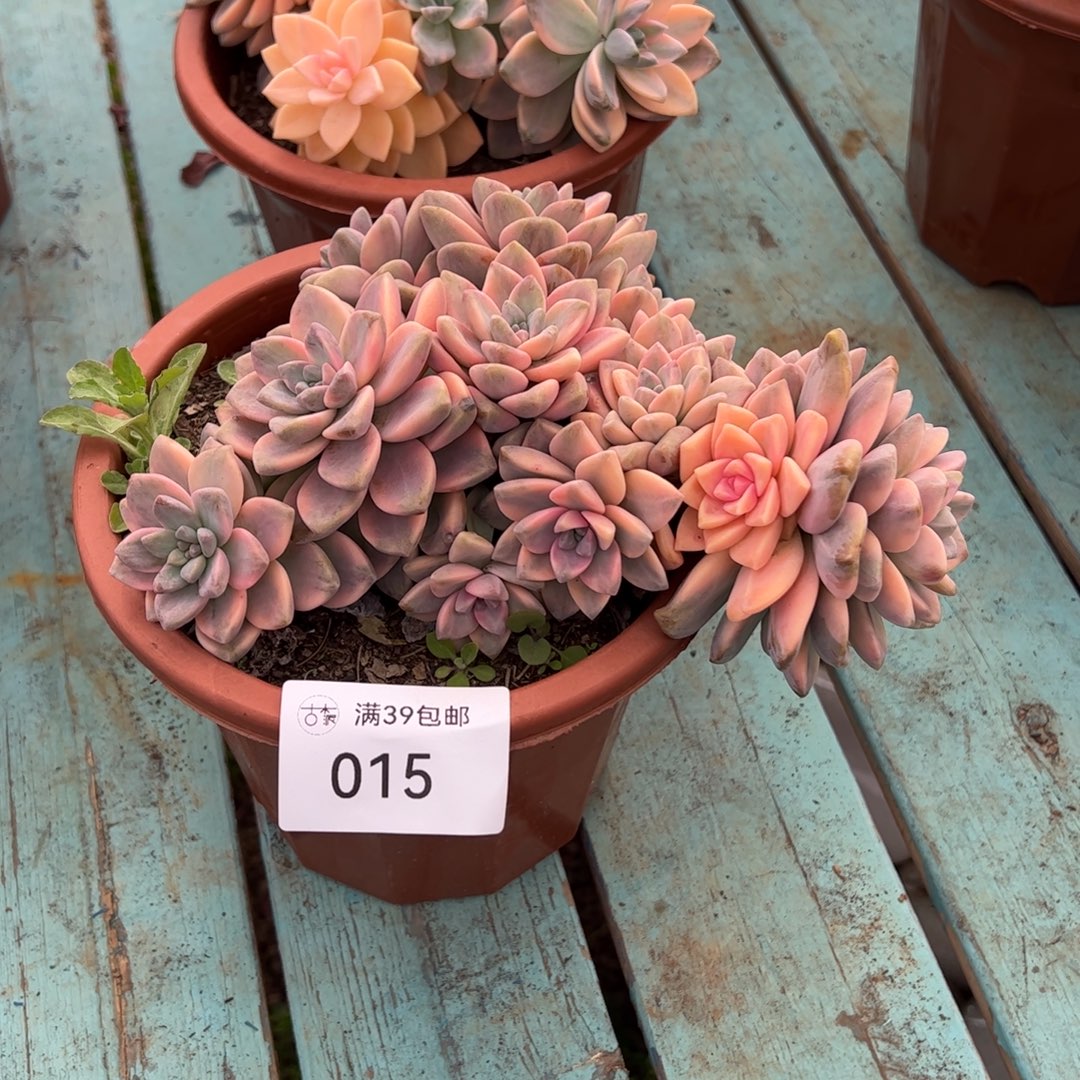 015多肉植物组合盆栽