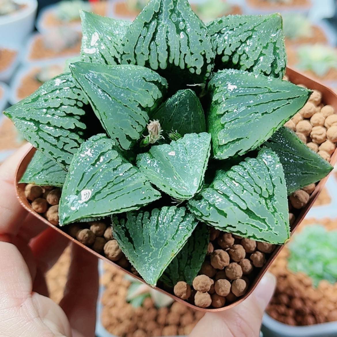 【闪购商品】马丽丽