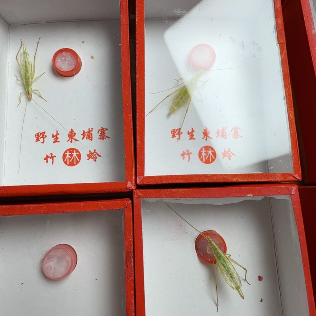 2只精选大个宽膀子柬埔寨竹蛉