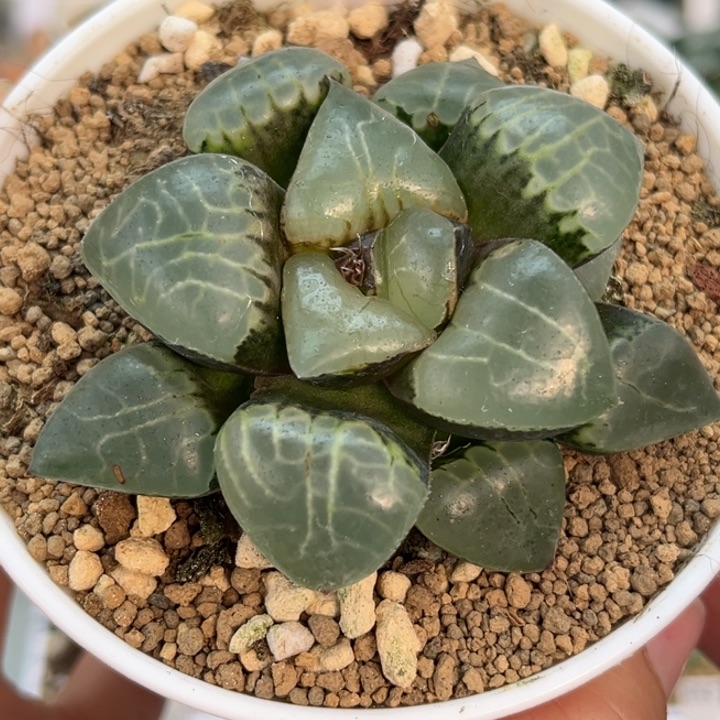 235月光女神哈哈哈哈哈哈哈