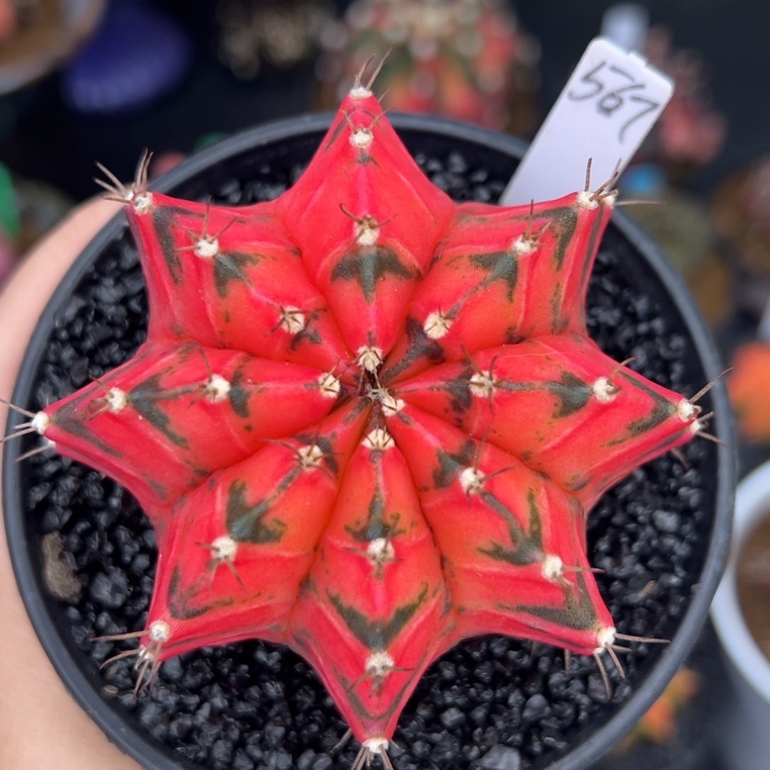 567泰系米哈锦，带盆土发货