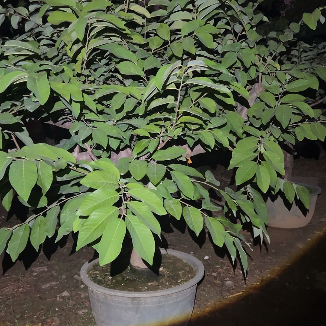 用***振完全开放果树果树22222