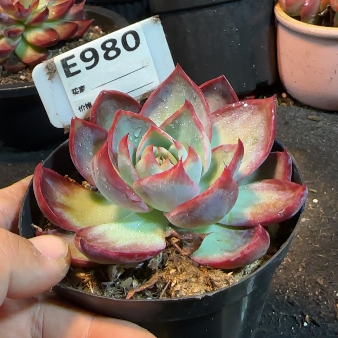 980 惊鸿一物一拍包装收缩花旱