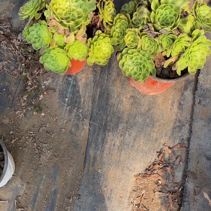 清***7214雨荷多肉植物法师