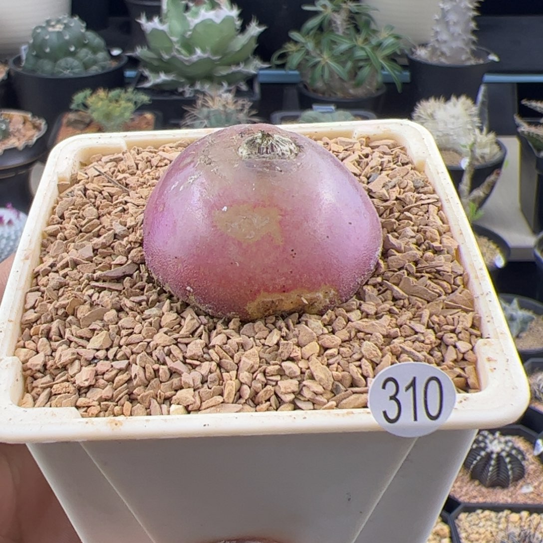 灯泡多肉3.5一物一拍310