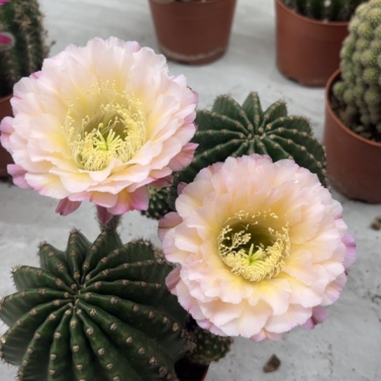 木***易露露金刚白露7-8公分左右